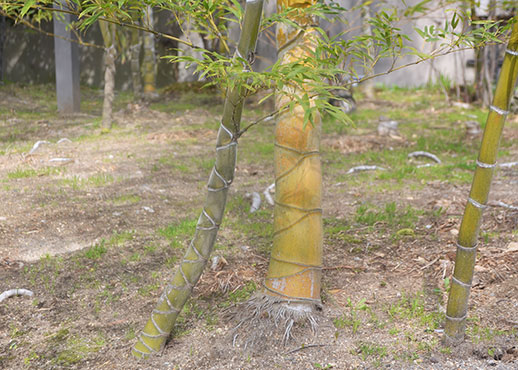 松花堂の亀甲竹