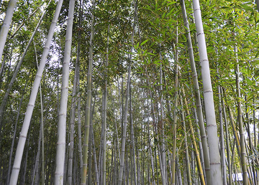 石田ファームの竹林