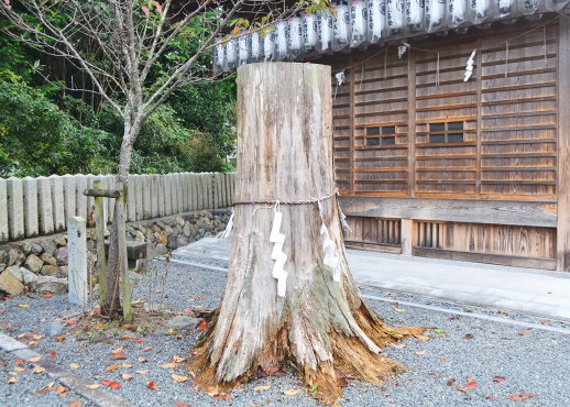 大歳神社の栢の木