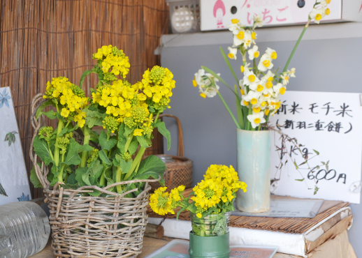 長岡京市の山本農園に飾られた菜の花