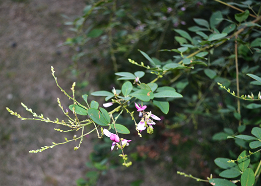 萩の花