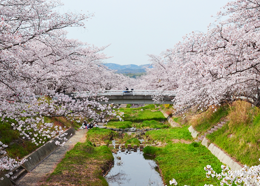 井手の玉川