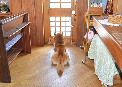 銘木カフェSHIKIの看板犬、侘助くん