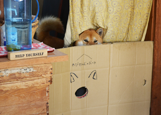 銘木カフェSHIKIの看板犬、侘助くん